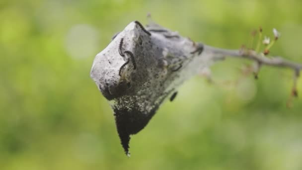 Larva Cocoon Middle Nature — Vídeos de Stock