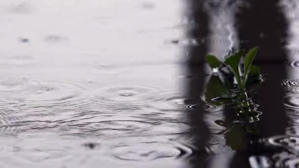 Una Planta Cultivada Arenisca Bajo Lluvia — Vídeos de Stock