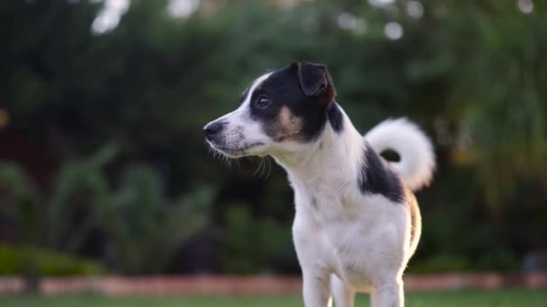 Fiatal Róka Terrier Áll Füvön Figyelmesen Néz Valamit — Stock videók