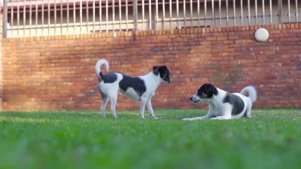 Dos Perros Cachorros Pequeños Peleando Juguetonamente Cámara Lenta — Vídeos de Stock