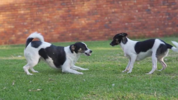 Два Маленьких Пса Агрессивно Играют Вместе Прыгая Друг Друга Лужайке — стоковое видео
