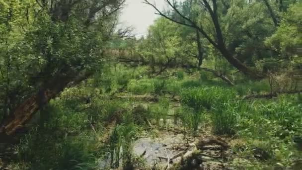 Menor Altitude Panning Movimento Areial Imagens Uma Natureza Seu Ambiente — Vídeo de Stock