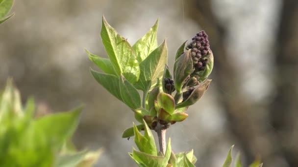 Syringa Vulgaris Вид Квіткових Рослин Родини Oleaceae Родом Балканського Півострова — стокове відео