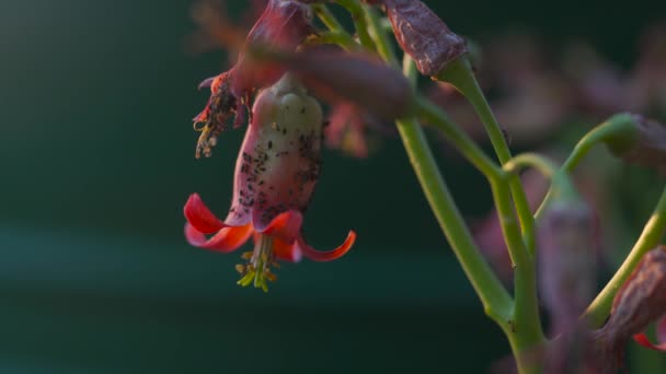 Kırmızı Bir Çiçekte Yaprak Bitleriyle Beslenen Karıncaların Yakın Çekim Görüntüleri — Stok video
