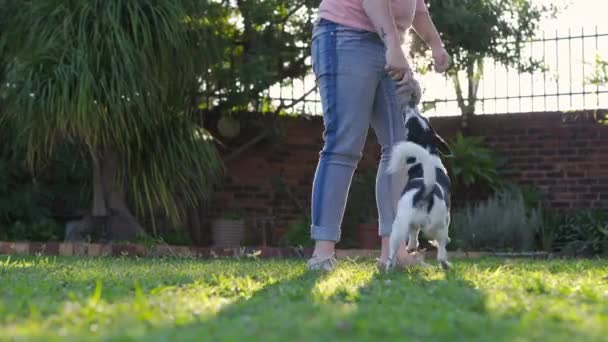 Una Persona Che Gioca Con Piccolo Cane Oscillando Cane Intorno — Video Stock