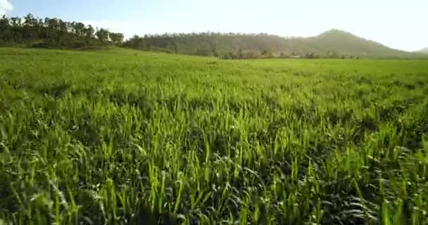 サトウキビ畑のドローンビュー — ストック動画