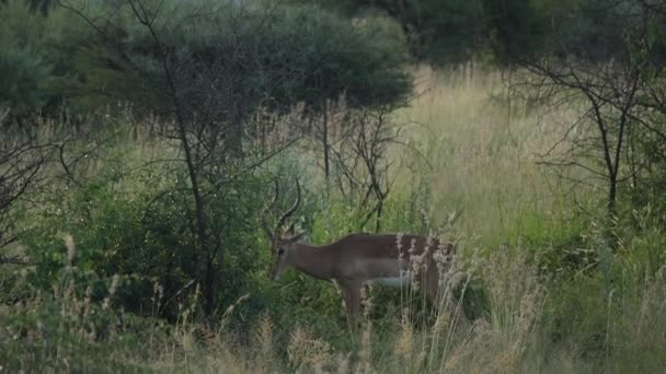 Impala Äter Vegetation Pilanesbergs Nationalpark Sydafrika — Stockvideo