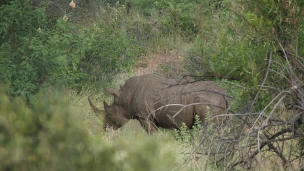 Nashorn Pilanesberg Nationalpark Südafrika — Stockvideo