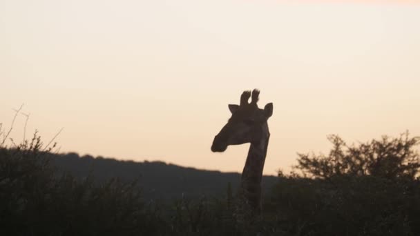 Жираф Национальном Парке Пиланесберг Юар Закате — стоковое видео