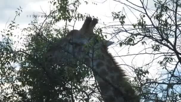 Jirafa Comiendo Hojas Parque Nacional Pilanesberg Sudáfrica — Vídeos de Stock