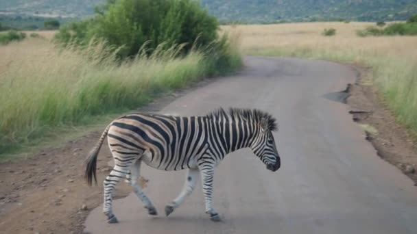 Zèbre Traversant Rue Dans Parc National Pilanesberg Afrique Sud Fermer — Video