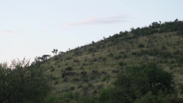 Kudde Olifanten Wandelen Tijdens Zonsondergang Pilanesberg National Park Zuid Afrika — Stockvideo