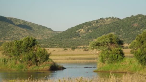 南非Pilanesberg国家公园水下河马 — 图库视频影像