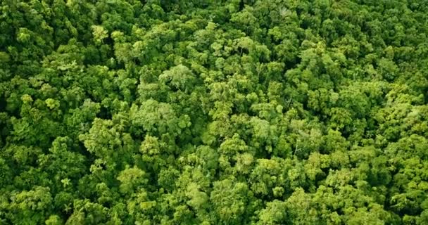 Vista Aérea Floresta Tropical — Vídeo de Stock