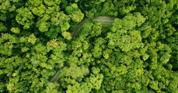 Memutar Pandangan Udara Dari Jalan Berkelok Kelok Melalui Hutan Hujan — Stok Video