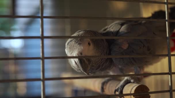 Nahaufnahme Eines African Grey Käfig Der Die Kamera Starrt — Stockvideo