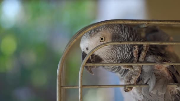 Close Shot African Grey Head Claw Cage — Stock Video