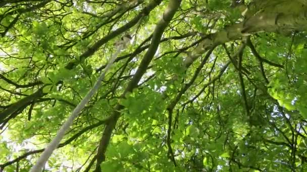 Árbol Desierto Balanceándose Suavemente Una Brisa Ligera — Vídeo de stock