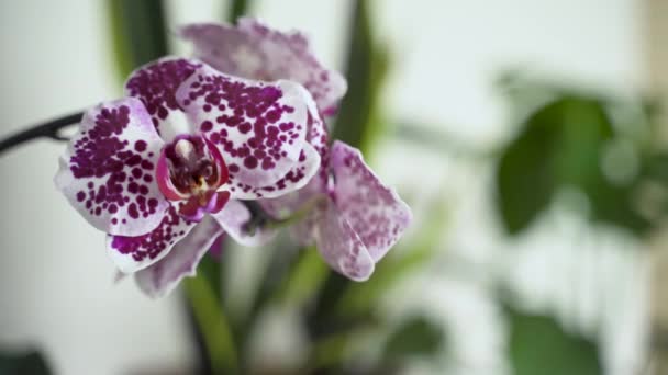 Orquídea Púrpura Con Vegetación Detrás Ella — Vídeo de stock