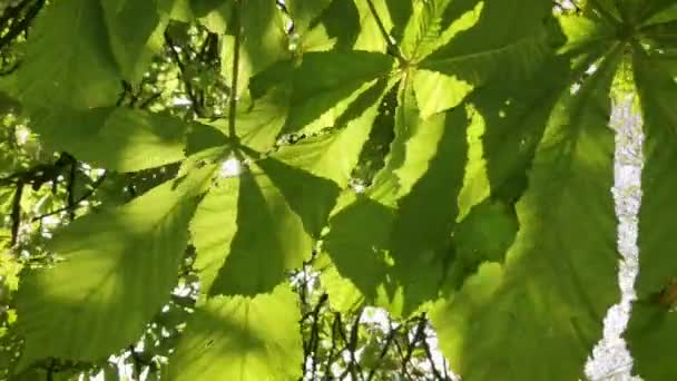 잎맥을 밤나무의 — 비디오
