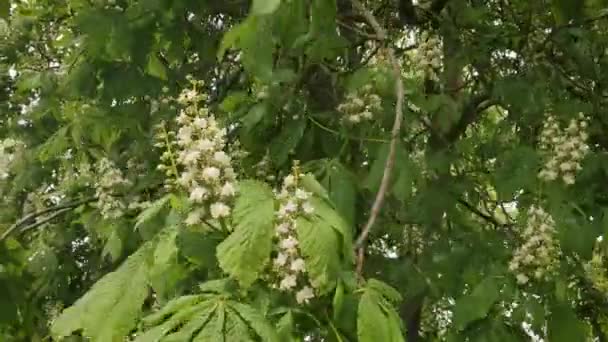 Europejskie Drzewo Kasztanowe Ostrym Wietrze Kwiaty Bliska — Wideo stockowe