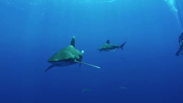 カメラに向かって泳ぐ二つの大きな白いサメ — ストック動画