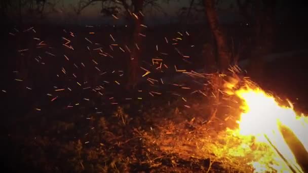 Бонового Вогню Нічному Палаючому Смітті Лісі — стокове відео