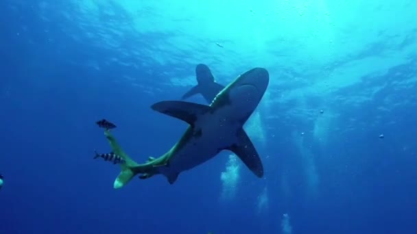 Two Great White Shark Swimming Divers — Stock Video