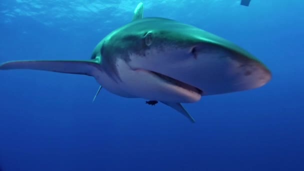 Gran Tiburón Blanco Golpeando Cámara — Vídeos de Stock