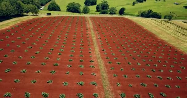 Vista Aérea Las Tierras Cultivadas — Vídeo de stock