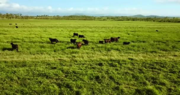 Orbitando Intorno Pascolo Con Bestiame Pascolo — Video Stock