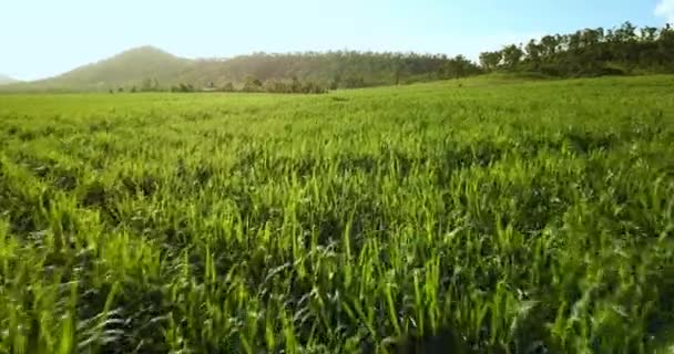 Volando Bajo Sobre Los Campos Caña Azúcar — Vídeo de stock