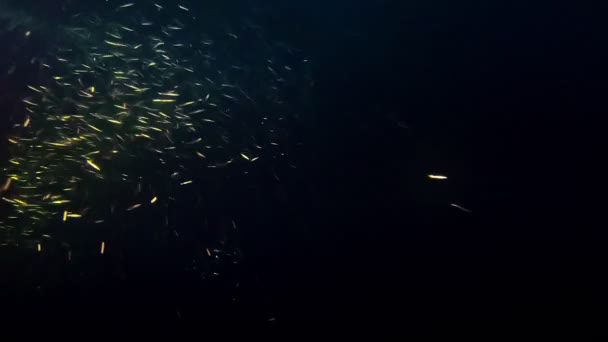 Night Hunting Shoal Fish Darkness — Stock Video