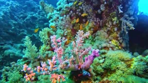 Удивительно Разноцветная Подводная Дикая Жизнь — стоковое видео