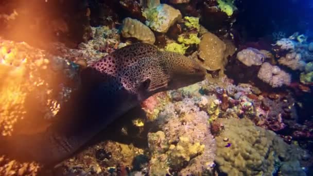 Moray Sin Naturliga Miljö Vid Korallrev — Stockvideo