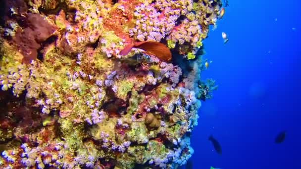 Gros Plan Sur Vie Sous Marine Récif Corallien — Video