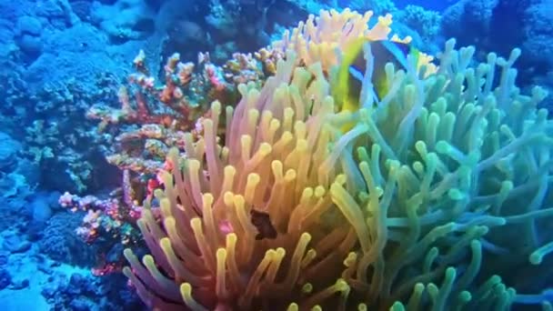 尼莫鱼躲在摇曳的珊瑚中 — 图库视频影像