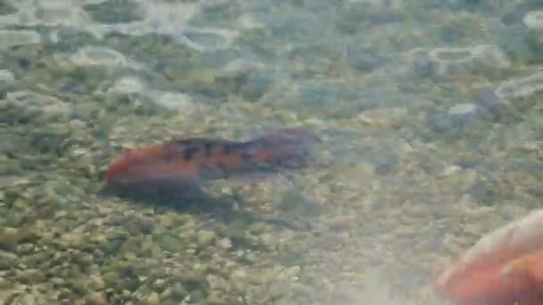 人工湖と浅い湖の中で泳いでいる2匹の魚 — ストック動画