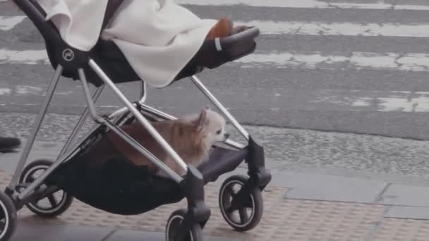 Schattige Japanse Chihuahua Rijdt Onder Een Kinderwagen Als Weg Oversteken — Stockvideo