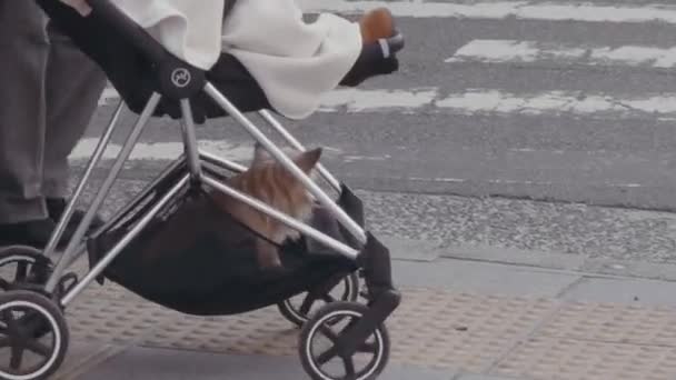 Schattige Japanse Chihuahua Rijdt Onder Een Kinderwagen Als Weg Oversteken — Stockvideo