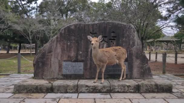 Grande Tiro Veado Nara Lado Monumento Histórico — Vídeo de Stock