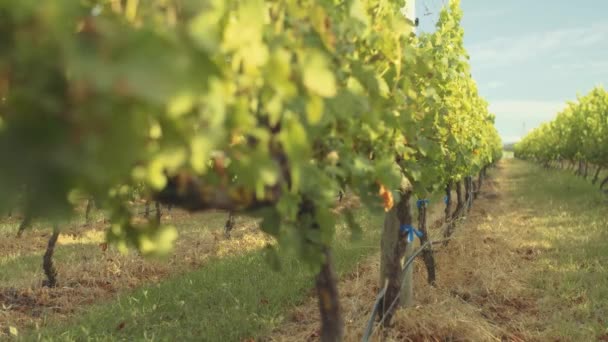 Sebaris Anggur Yang Indah Menunggu Panen Saat Mereka Mandi Bawah — Stok Video
