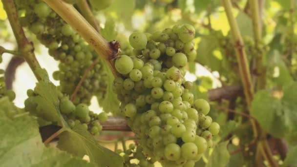 Sauvignon Blanc Maturo Grappolo Attende Vendemmia Vigna — Video Stock