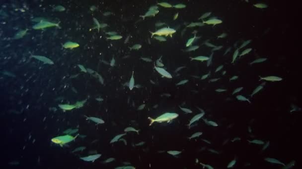 Ένα Κοπάδι Κοραλλιογενών Υφάλων — Αρχείο Βίντεο