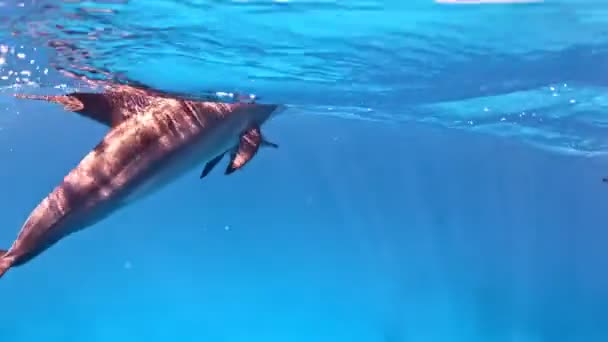 Κοντινό Πλάνο Ενήλικα Δελφίνια Που Κολυμπούν Κοντά Στην Επιφάνεια — Αρχείο Βίντεο