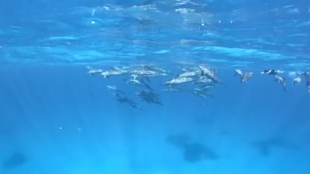 Baccello Delfini Che Nuotano Appena Sotto Superficie Del Mare — Video Stock