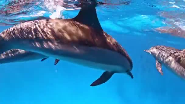 Κοντινό Πλάνο Στα Δελφίνια Που Κολυμπούν Κοντά Στην Επιφάνεια — Αρχείο Βίντεο
