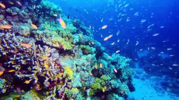 Barriera Corallina Vita Selvaggia Visto Durante Immersioni — Video Stock