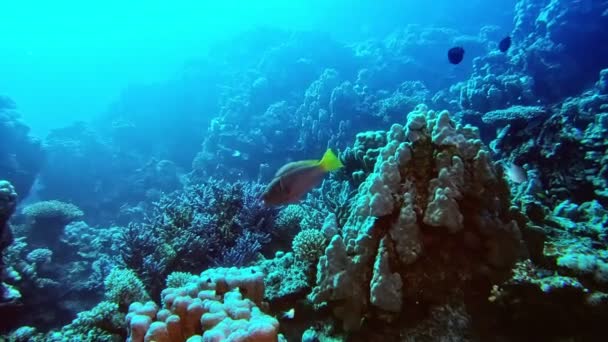 Underwater Coral Reef Wild Life — Stock Video