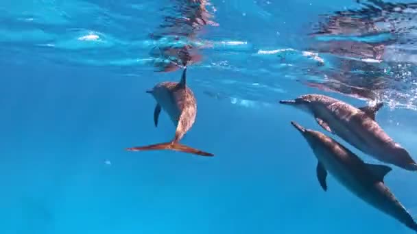 Gros Plan Sur Les Dauphins Adultes Nageant Près Surface Mer — Video